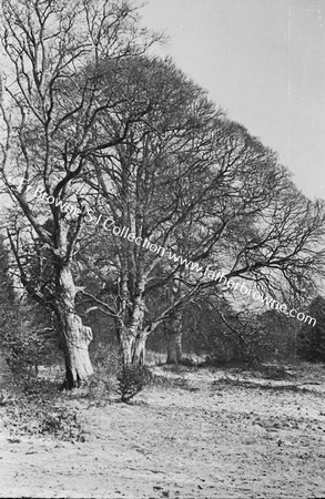 TREES IN SNOW